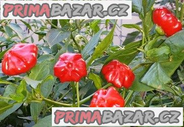 Chilli Brazilian starfish - semena