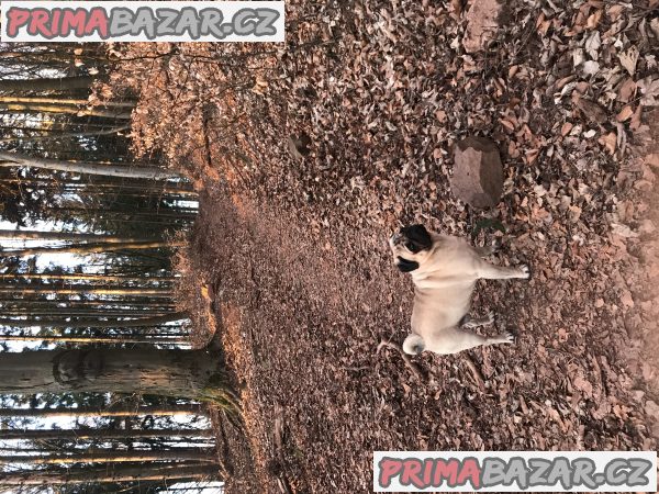 Nabídka – fotografie 1