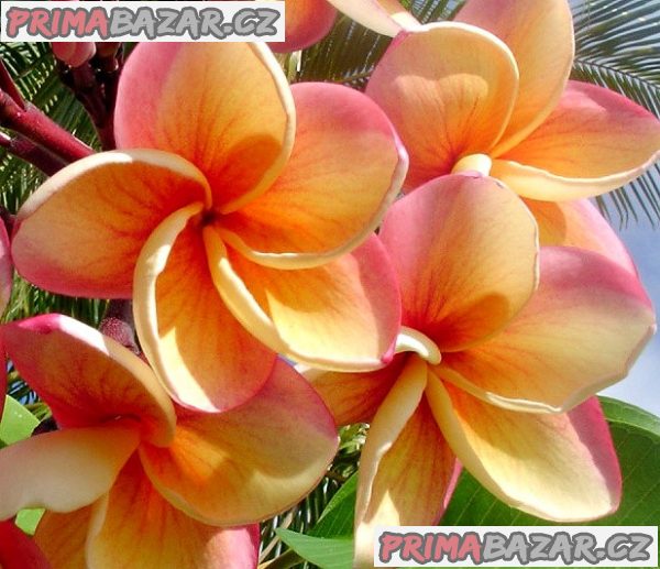 Plumeria Frangipani Imperial Topaz - semena – fotografie 1