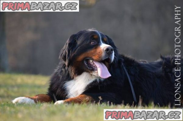 Bernský salašnícky pes – fotografie 2