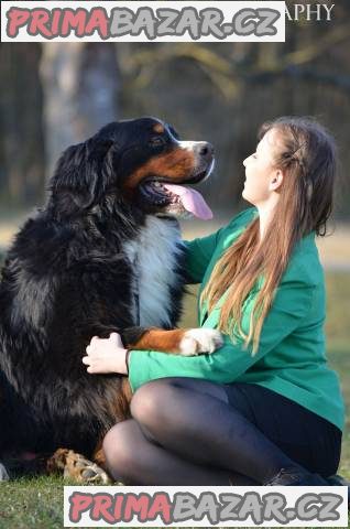 Bernský salašnícky pes – fotografie 3