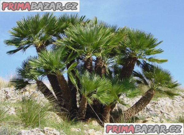 Chamaerops humilis - naklíčená semena