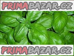 Bazalka Italiano Clasico - semena