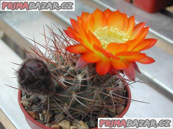 Kaktus Acanthocalycium aurantiacum - semena