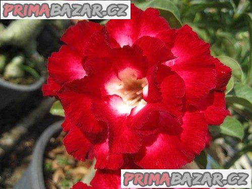 Adenium Aeksiam - semena
