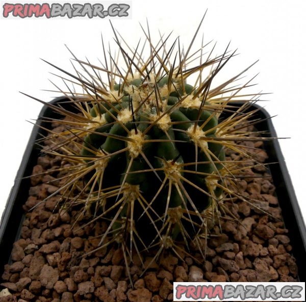 Acanthocalycium griseum P 49 - semena