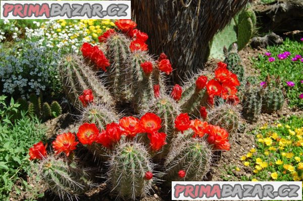 Kaktus mrazuvzdorný Echinocereus coccineus - semena