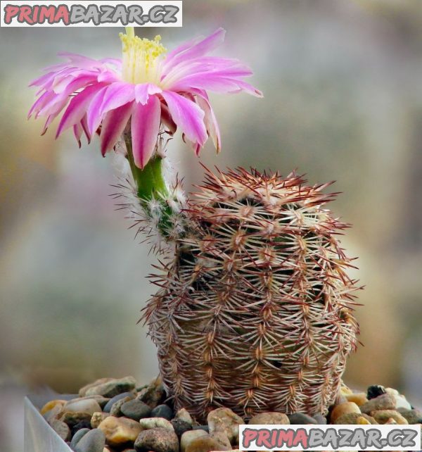 Kaktus Echinocereus adustus Sb 72 - semena