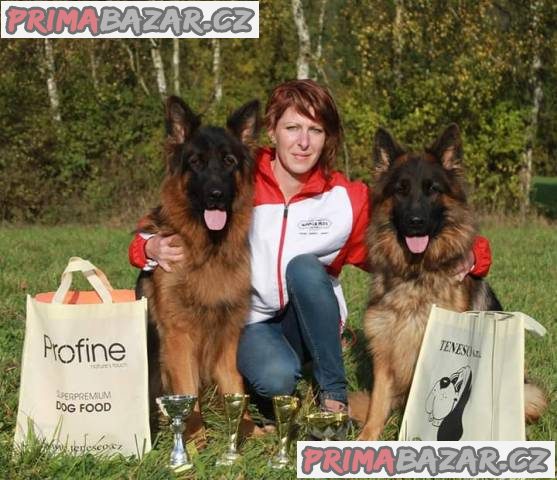 Německý ovčák dlouhosrstá štěňata – fotografie 1