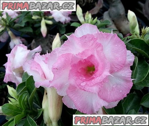 Adenium Namwan - semena