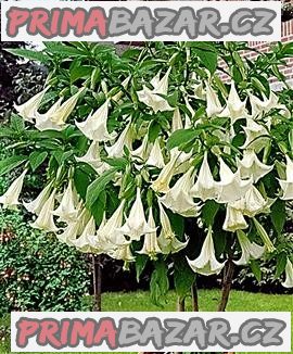 Brugmansia Arborea - řízek