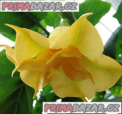 Brugmansia Goldface - sazenice