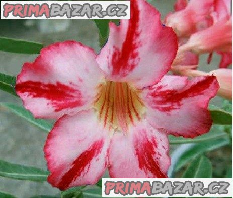 Adenium Harry Potter - semena