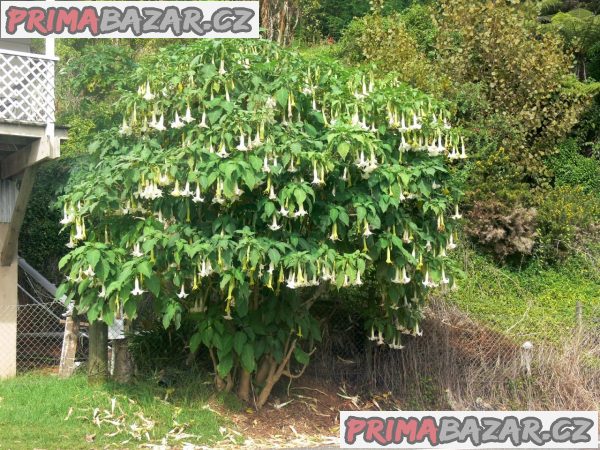 Brugmansia Arborea - sazenice