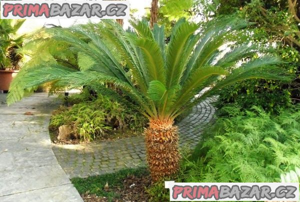 Cycas Revoluta - semena