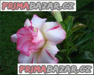 Adenium Amazoning Thailand - semena