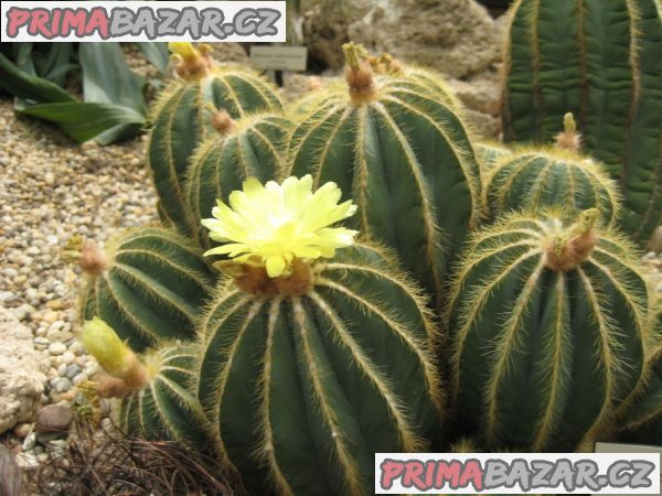 Kaktus Eriocactus magnificus - semena