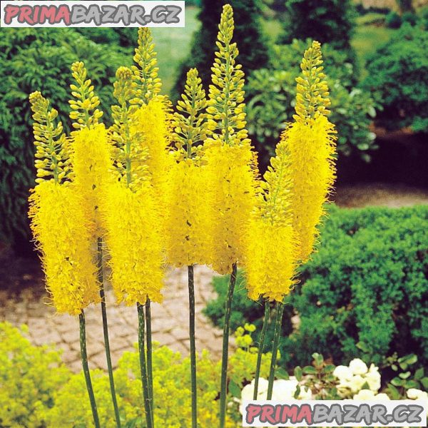 Eremurus Stenophyllus Bungei - semena
