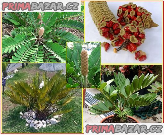 Cykas Zamia Furfuracea - sazenice