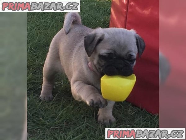Čistokrevná štěňata Mops. – fotografie 2