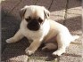 Mops Mops