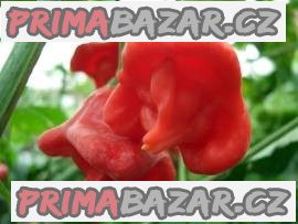 chilli Rosenchilli - semena