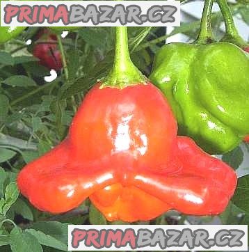chilli Bishop´S Crown - semena