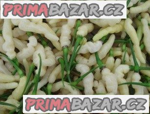 Chilli Aribibi gusano - semena
