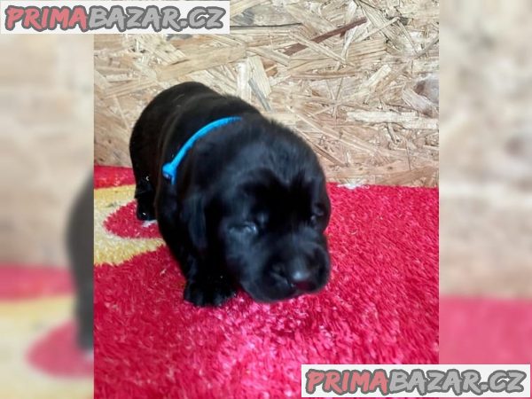 Fenka Labrador retrívra štěňata – fotografie 3