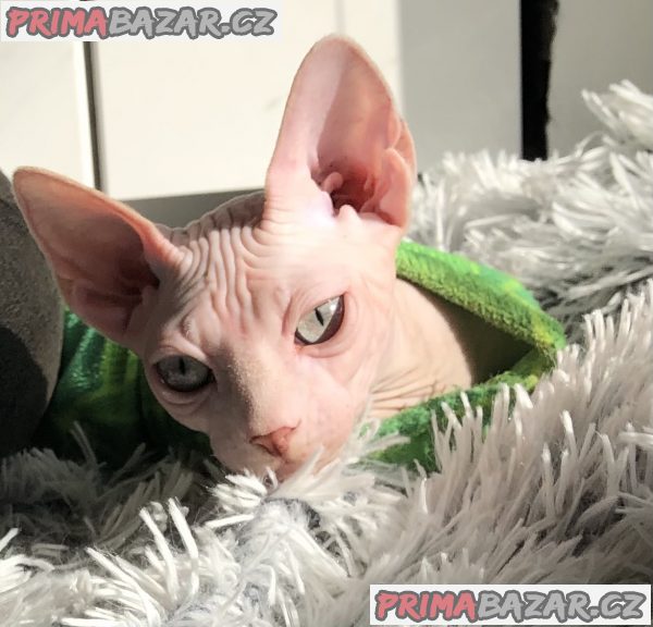 Prodám kocourka Kanadský sphynx – fotografie 1