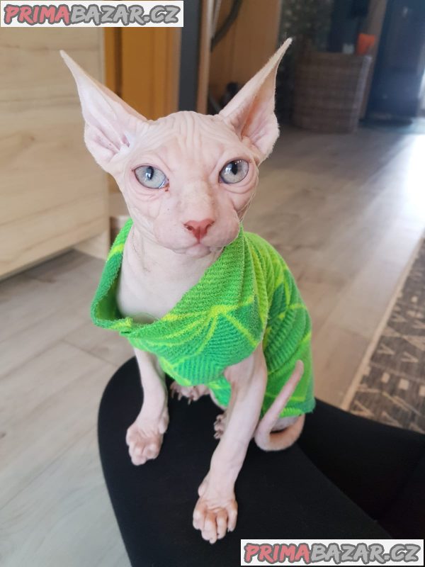 Prodám kocourka Kanadský sphynx – fotografie 4