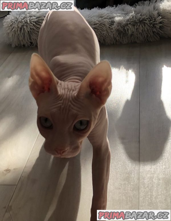 Prodám kocourka Kanadský sphynx – fotografie 6