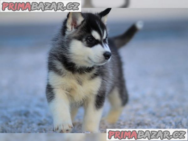Čistokrevný Sibiřský Husky s PP – fotografie 1