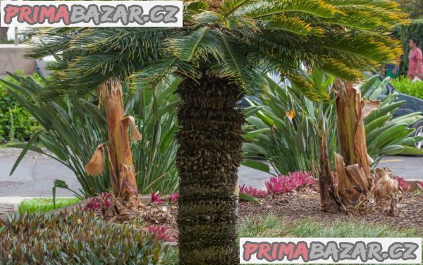 Cycas Revoluta - naklíčené semeno