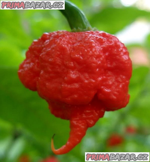 chilli 7 Pot Primo - semena