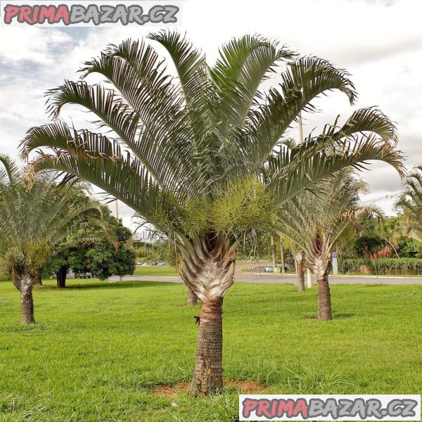 naklíčená semena palma Dypsis decaryi – fotografie 1