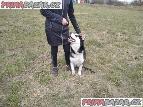 Psí škola a školka – fotografie 1