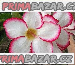 Adenium Obesum Mycountry - semena