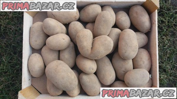 Brambory MARABEL