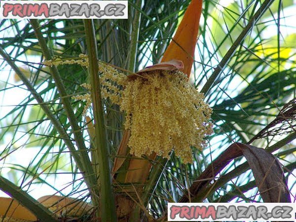 Sazenice Palma Phoenix reclinata – Datlovník senegalský – fotografie 2