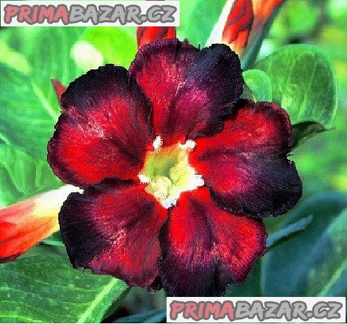 Semena adenium obesum black fire – fotografie 1