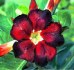 Semena adenium obesum black fire