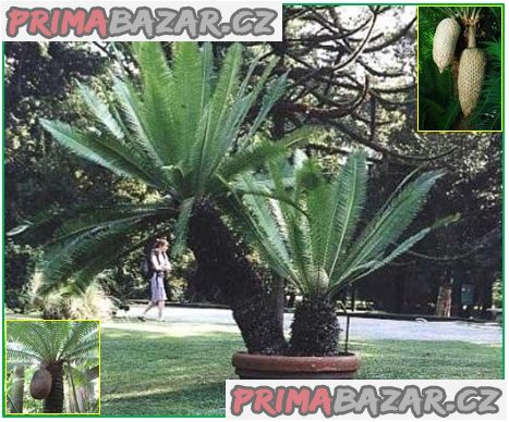 Cycas Dioon Spynulosum - naklíčená semena – fotografie 1