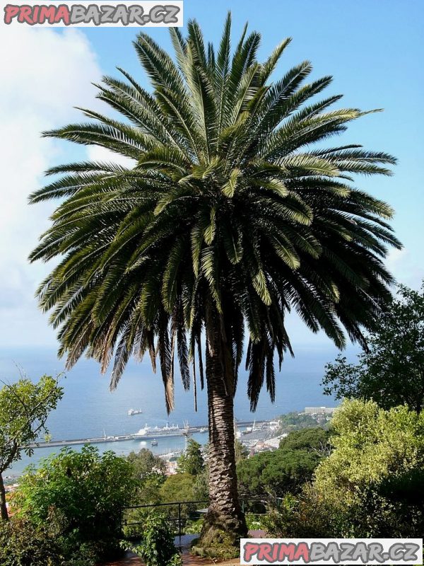 Phoenix canariensis - naklíčená semena – fotografie 1
