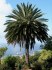 Phoenix canariensis - naklíčená semena