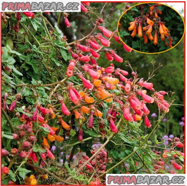 Eccremocarpus Scaber Mix - semena – fotografie 1