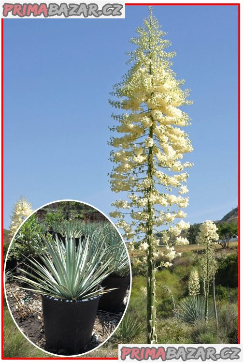 Yucca Whippleije - semena – fotografie 1