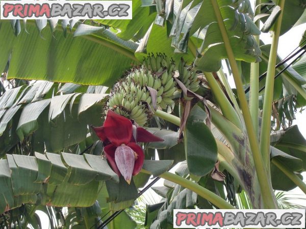 Banánovník Musa Acuminata - semena