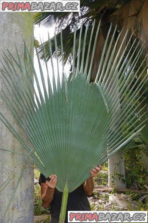Copernicia gigas - naklíčená semena