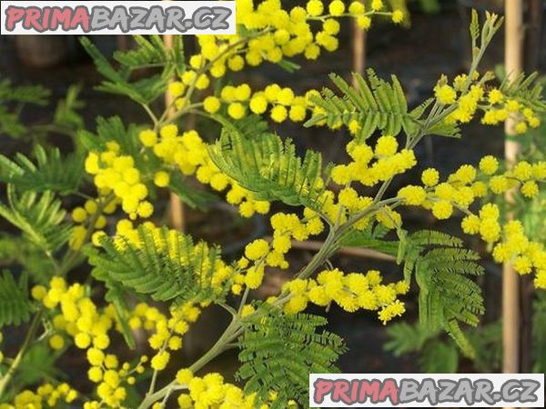 Acacia dealbata - semena
